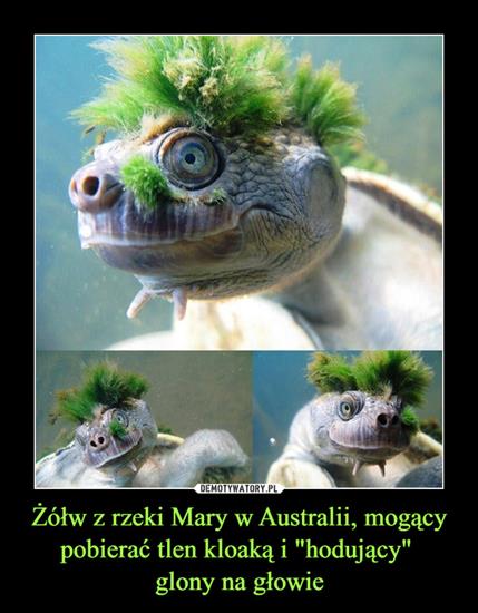 Demotywatory, Wiocha i Inne - Żółw z Rzeki Mary z Australii.jpg