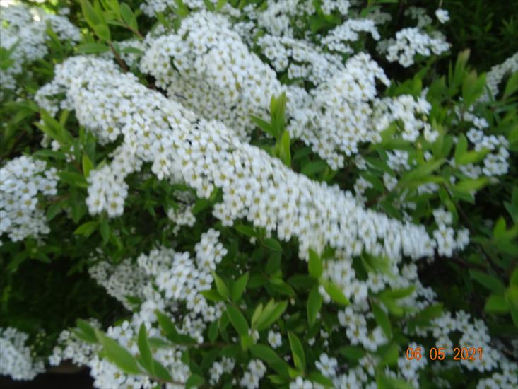 Kwiaty Tawuła - DSC04952.JPG