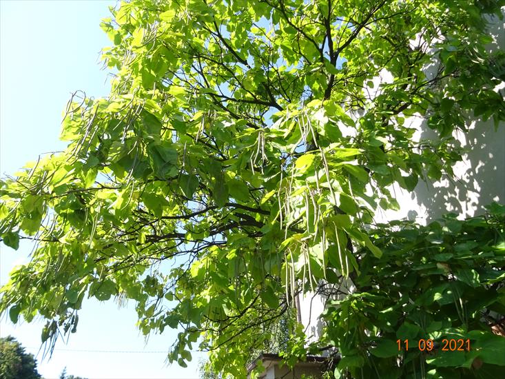 Drzewo Surmia we Wrzesniu - DSC06966.JPG